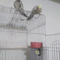 عروس حلندی|پرنده|رفسنجان, |دیوار