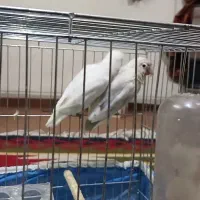 کتول برزیلی