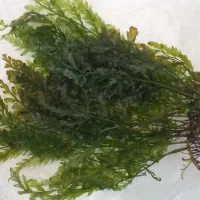 گیاه پلنت این گیاه نژاد ایرانی نیست