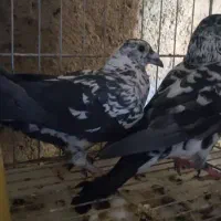 جفت بزک سینه سفید یک ساله