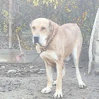 نگهبان خراسانی