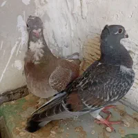 یه جفت کبوتر بلژیکی ماده رنگ خاص با یه جوجه ۳ماه|پرنده|اسلام‌شهر, باغ فیض|دیوار