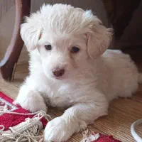 واگذاری سگ دو ماهه شیتزو و پامر