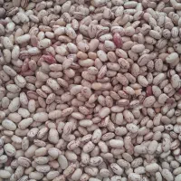 لوبیا چیتی امسالی خانببین