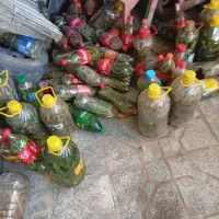 خیار شور فریمان