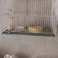 قفس عروس با وسایل آبخوری ودون خوریش|لوازم جانبی حیوانات|مرند, |دیوار