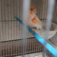 جوجه قناری موزاییکی