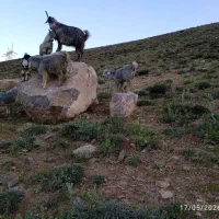 پنیر بز درجه یک