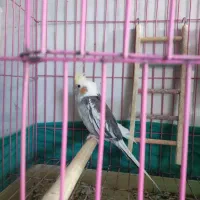 فروش یک جفت طوطی گریچینگ با یک دونه عروس هلندی نر