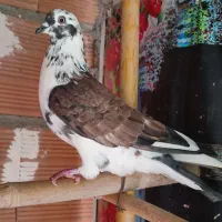 فروش کبوتر|پرنده|ساری, |دیوار