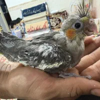 عروس هلندی