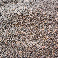 بذر لوبیا سبز سان ری کشتزار|عمدهفروشی|شیراز, کودیان|دیوار