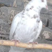 کبوتر|پرنده|هشتگرد, خور|دیوار