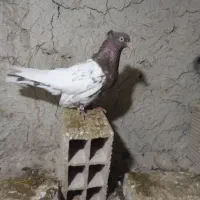 کله ماده معاوضه با طوقی ماده