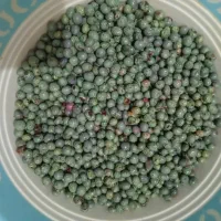 بنه یا همون گون سبز و تازه
