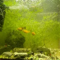 اکواریوم ۳۰ ۴۰ ۲۵ ابعاد با ماهی و دستگاه