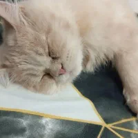 گربه گم شده پرند