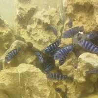 سیچلاید دماسونی مولد ۱۸۰تومان|ماهی|مشهد, بهاران|دیوار