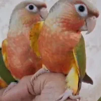 خرید و فروش و معاوضه انواع پرنده و قفس