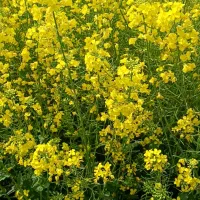 تعمیرات ادوات کشاورزی و مرغداری و پمپهای آب درمحل