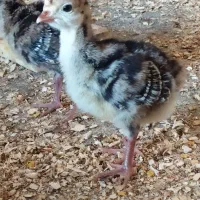 جوجه بوقلمون سینه پهن برنز و بوربون