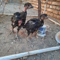 جوجه لاری و مرغ