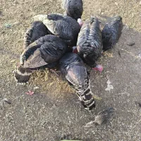 بوقلمون 2ساله|حیوانات مزرعه|مرند, |دیوار