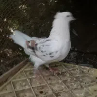 پشتی پشت سور|پرنده|کهنوج, |دیوار