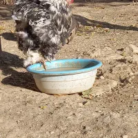 خروس برهما اصل