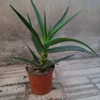 گل و گیاه طبیعی|گل و گیاه طبیعی|الوند, |دیوار