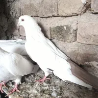 کبوتر|پرنده|باسمنج, |دیوار