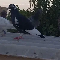 همی ۳تا حیون ما گم شده کسی گرفته صید شو میدم