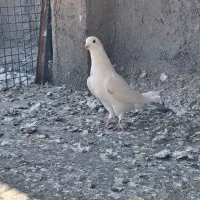 کفتر یاکبوتر|پرنده|ساوه, |دیوار