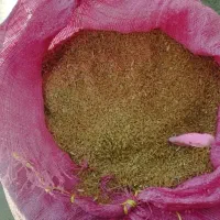 بروش تازه درجه یک امسال