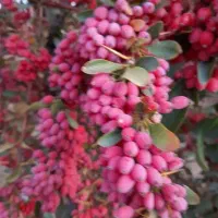 زارچ‌کوهی تازه‌