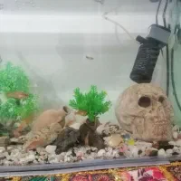 ماهی اکواریوم سر جم|ماهی|سنندج, |دیوار