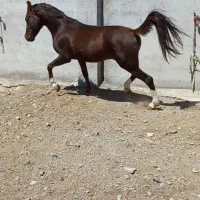 نریان خالص ایرانی یک مدرک دار