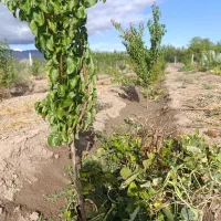 باغ 1000متری سنددار دولت آباد مرند|فروش دفتر صنعتی، کشاورزی، تجاری|مرند, |دیوار