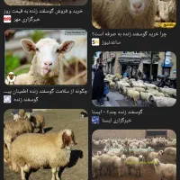 معاوضه چند راس گوسفند با سگ