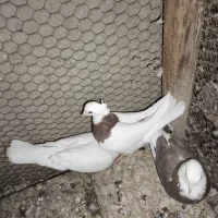 کبوتر|پرنده|زابل, |دیوار