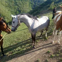 اسب نریان کرد 7سال