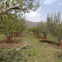 فروش ۱۰۰۰مترباغ. واقع در روستای حسین خانی