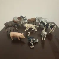 حیوانات کالکتا