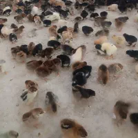 جوجه مرغ اردک بلدرچین