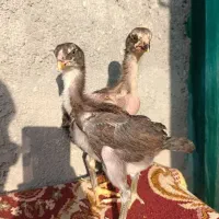 جوجه لاری اصیل