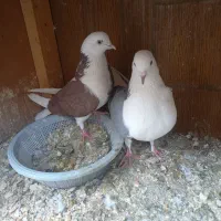 کبوتر پرشی|پرنده|ابریشم, |دیوار