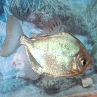 ۲تا ماهی دالر بزرگ|ماهی|بروجرد, |دیوار