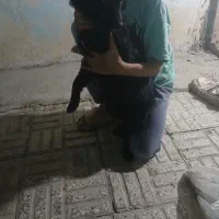 سگ اشتپیر