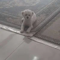 گمشدن سگ خانگی|حیوانات|شیراز, شهرک مهدی‌آباد|دیوار