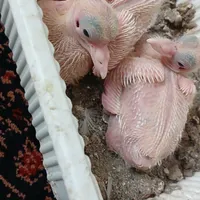 ‌کفتر توضیحات را بخونید